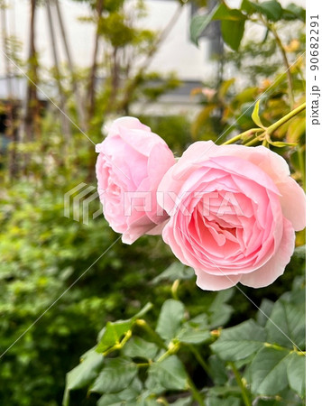 ピンク色の花、ピンク色の薔薇、ピンクのバラ、カップ型の薔薇 90682291