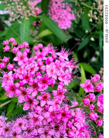 濃いピンク色の小さな花、ピンク色の小さな花、赤紫の小さな花、五弁の花、五弁のピンクの花 90682293