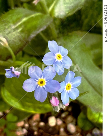 小さな青い花、ブルーの小さな花、ミツバチが好む花、 90682311