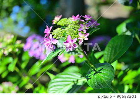 もりやま芦刈園 もりやま芦刈園 90683201