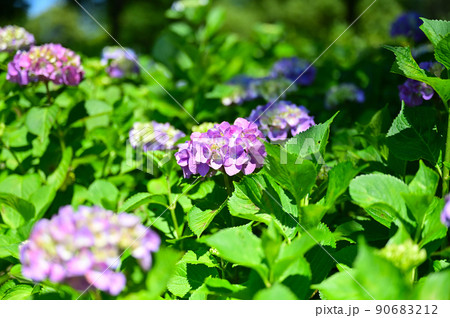 もりやま芦刈園 もりやま芦刈園 90683212