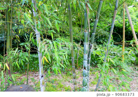 快晴の公園に伸びる竹(キッコウチク)と雑草(東京都千代田区) 快晴の公園に伸びる竹(キッコウチク)と雑草(東京都千代田区) 90683373