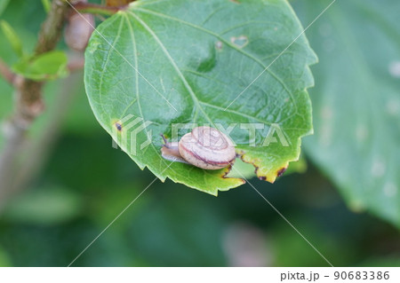雨の象徴、カタツムリ 90683386