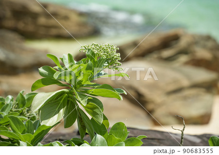 沖縄県 西表島 モンパノキ 90683555