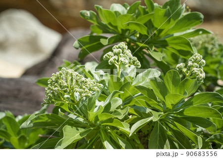 沖縄県 西表島 モンパノキ 90683556