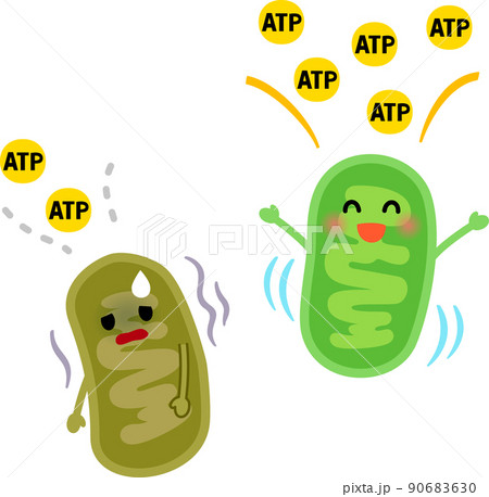 元気なミトコンドリアと疲れたミトコンドリア 90683630