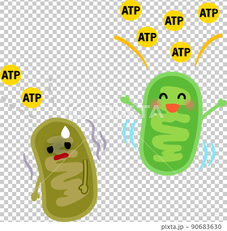 元気なミトコンドリアと疲れたミトコンドリア 90683630