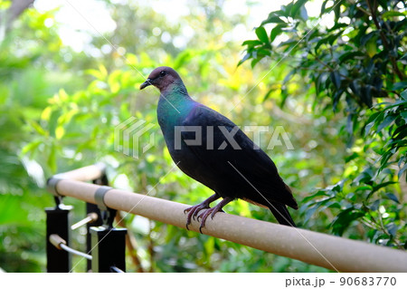 アカガシラカラスバト 90683770