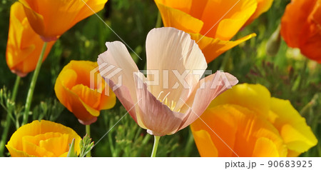 Eschscholzia Californian flowers close-up very delicate and beautiful 90683925