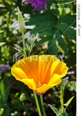 Eschscholzia Californian flowers close-up very delicate and beautiful Eschscholzia Californian flowers close-up very delicate and beautiful 90683932