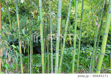 快晴の公園に伸びる竹（ギンメイチク）と雑草（東京都千代田区） 90684271