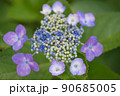 紫陽花 90685005