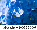紫陽花 90685006