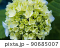 紫陽花 90685007