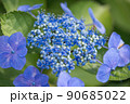 紫陽花 90685022