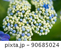 紫陽花 90685024