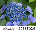 紫陽花 90685026