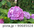 紫陽花 90685028