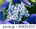 紫陽花 90685033
