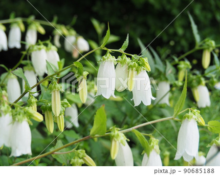 白いホタルブクロの花 90685188