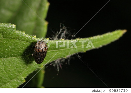 生き物 昆虫 コウゾチビタマムシ、五月下旬。ヒメコウゾの葉の上にいました 生き物 昆虫 コウゾチビタマムシ、五月下旬。ヒメコウゾの葉の上にいました 90685730