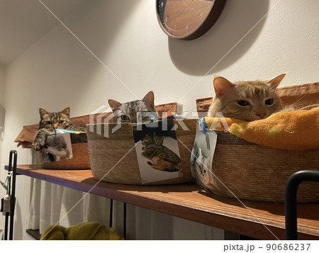 カゴの中から3匹揃ってこちらを見てる猫たち カゴの中から3匹揃ってこちらを見てる猫たち 90686237