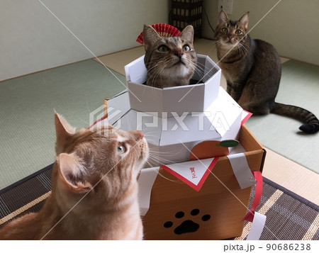 新年の縁起物から顔を出す猫ちゃん 新年の縁起物から顔を出す猫ちゃん 90686238