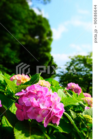 梅雨時の雨上がりの晴れ間に輝く紫陽花 90686644