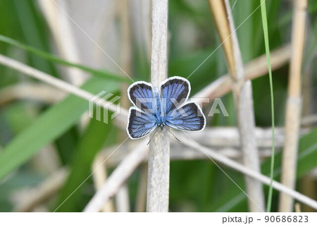 ヒメシジミ 90686823