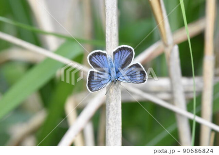 ヒメシジミ 90686824