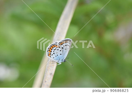 ヒメシジミ 90686825