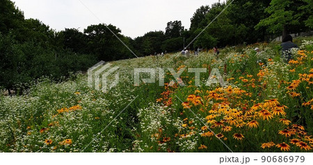 Wildflower flowers and holiday scenery in Seoul's forest park Wildflower flowers and holiday scenery in Seoul's forest park 90686979