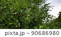 apple tree landscape in forest park in seoul 90686980