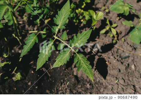 Green young leaf of a growing tomato bush 90687490