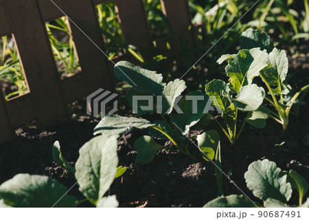 Small green sprouts of radish in the garden 90687491
