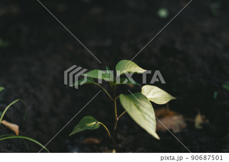 Young sprout of bell pepper in the ground in the garden 90687501