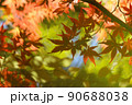カラフルな紅葉 90688038