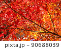 真っ赤な紅葉 90688039