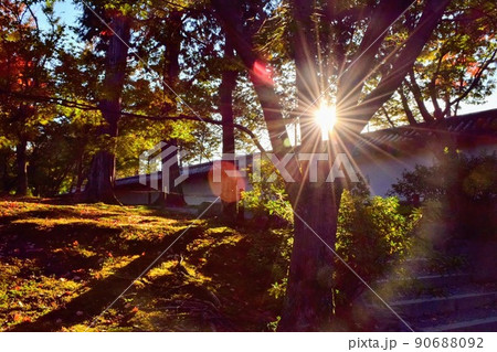 木の間から差し込む太陽の風景 木の間から差し込む太陽の風景 90688092