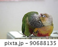 仲良しウロコインコ 90688135