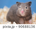 びっくりハムスター 90688136