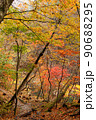 カラフルな紅葉 90688295