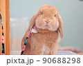 うさちゃん 90688298