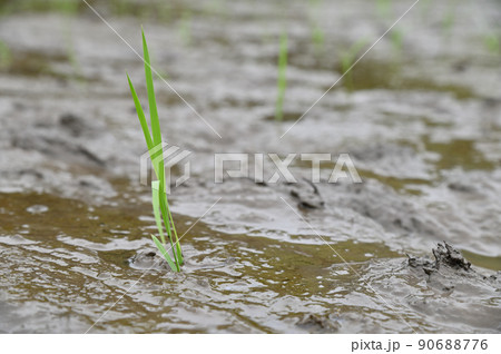 日本の稲作農家の田植えのお手伝い 90688776