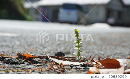 花と植物のある風景＜24＞（アスファルトの割れ目から目を出す植物） 90689299