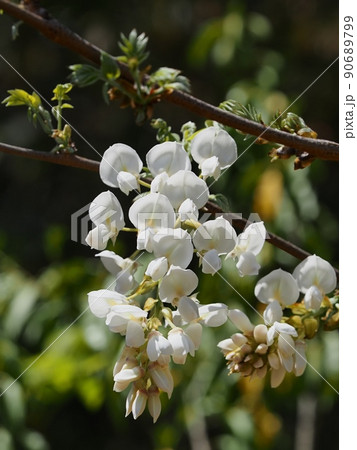 里山の白いフジの花 里山の白いフジの花 90689799