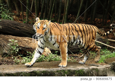 トラ　～密林の王者～ 90689875