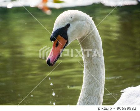 水も滴るハクチョウ 90689932