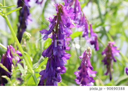 春の日本の野原に咲くナヨクサフジの紫色の花 春の日本の野原に咲くナヨクサフジの紫色の花 90690388