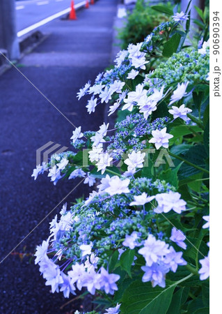 初夏6月、梅雨時の綺麗に咲き誇るあじさい ハイドランジア 初夏6月、梅雨時の綺麗に咲き誇るあじさい ハイドランジア 90690394